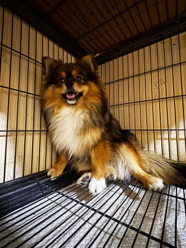 Pomeranian dog