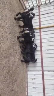 للبيع تيوس عوارض طيبه