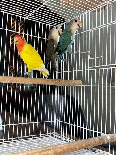 love birds 