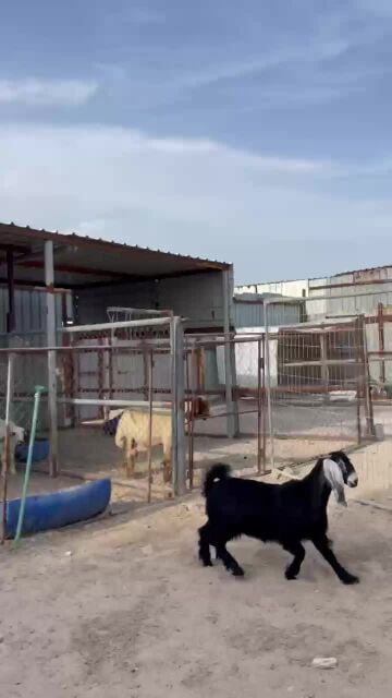 جمده عارضيه مغلقة فاخره