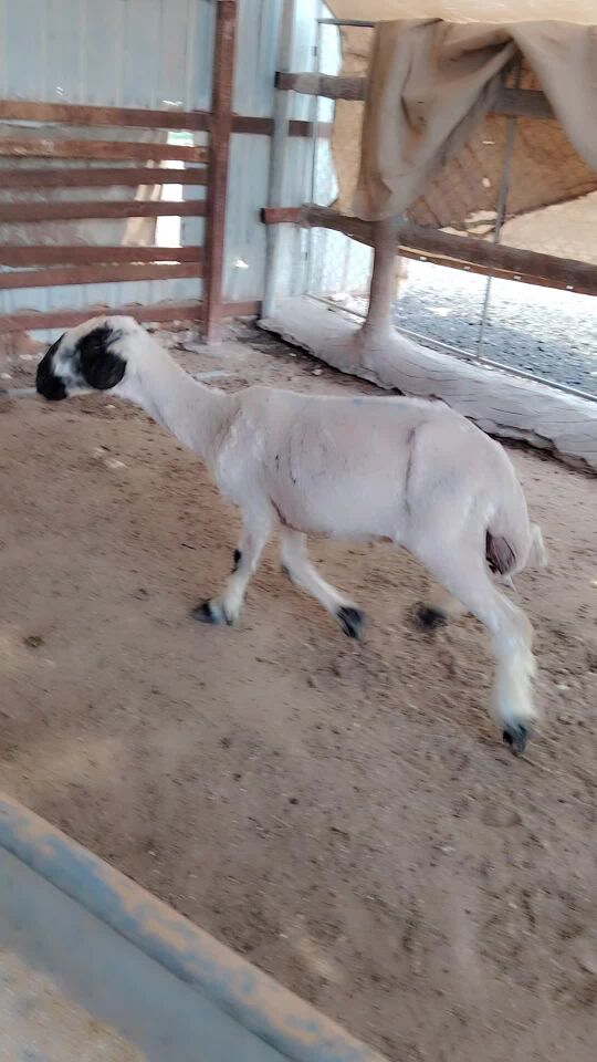 شاه. عربيه مكحله دافع