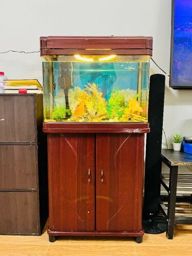 Fish Tank with Table - Urgent Sale