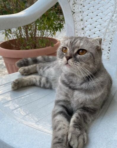 scottish fold cat
