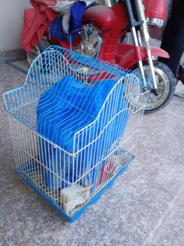 Bird Cage