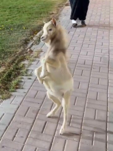 ربيعة ماعز قزم