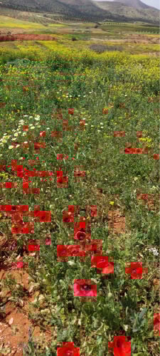 cooking dinner ONLY and cleaning 