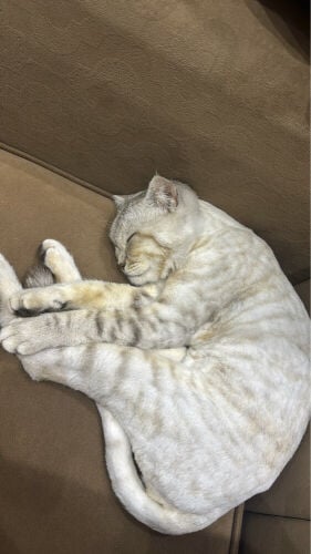 cat for adoption  