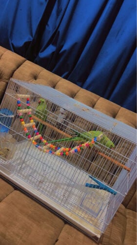 pair with cage