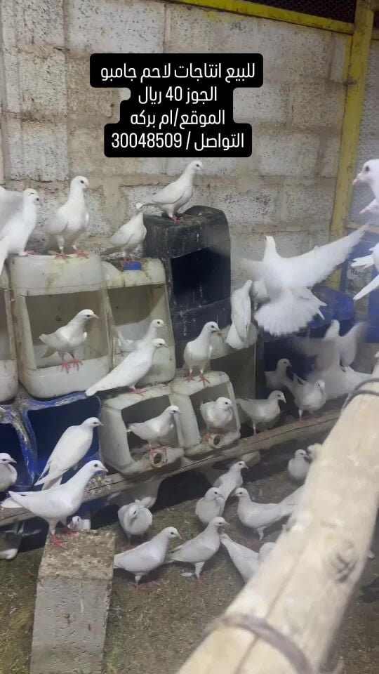  فروخ لاحم  