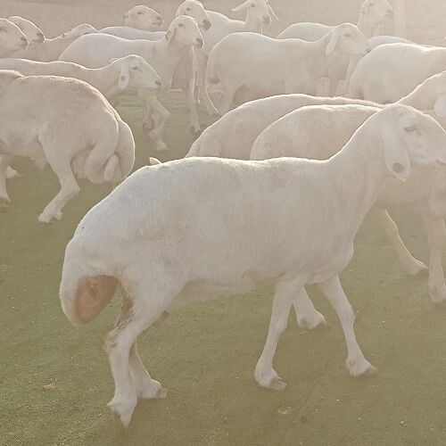 شويهات حبص