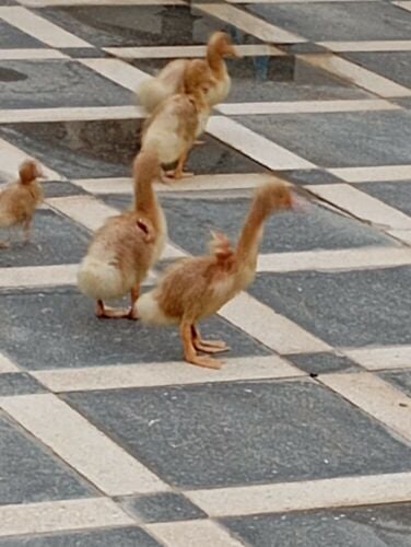 ducks