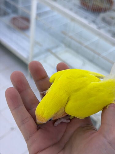فرخ لوفبيرد  