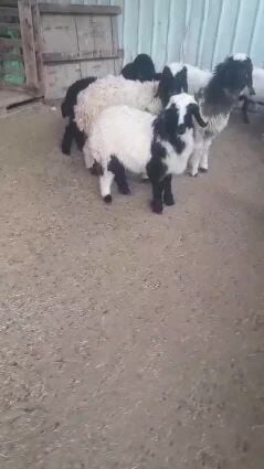 5رخال