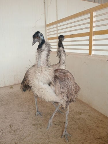 للبيع نعام الإيمو استرالي