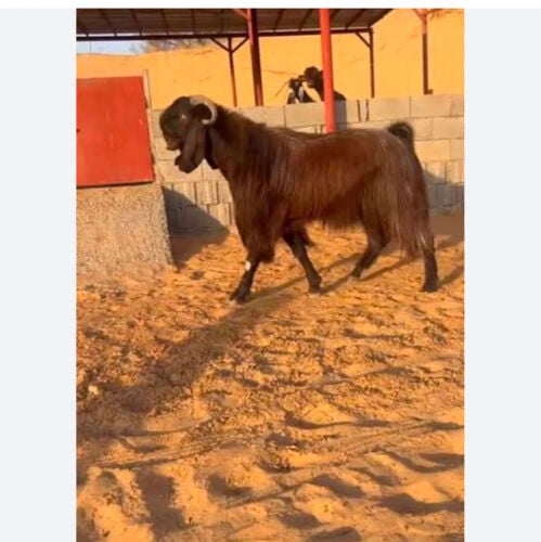 مطلوب تيس قبرصي