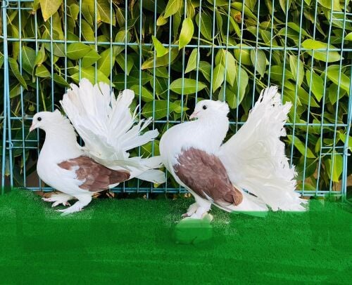 American saddle breeding pair