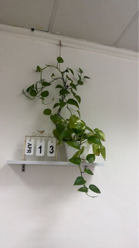 money plants hanging 