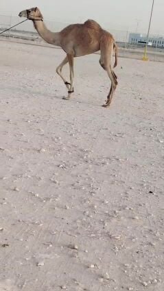 للبيع بكره حق ابو وزنان ام الزبار