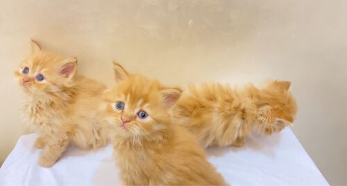 shirazi kittens 