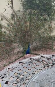 One peacock male