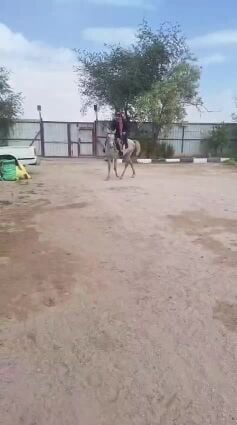 حصان عربي اصيل 