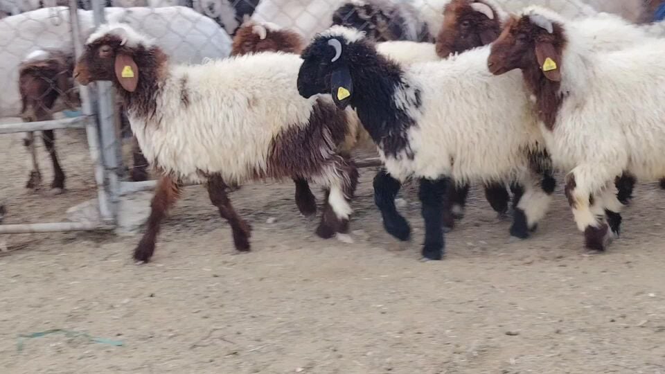 للبيع طليان بلديه طيبه