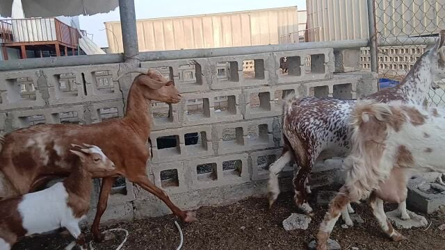 البيع معزا وليد ٣ تحت ٣ وا عيالا
