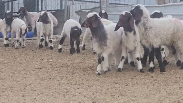 للبيع طليان وا رخال سوريه سمين فل