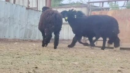 للبيع رخال عرب طيبه