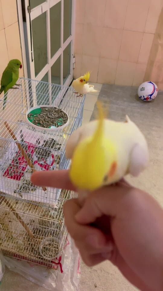 cocktail male trained