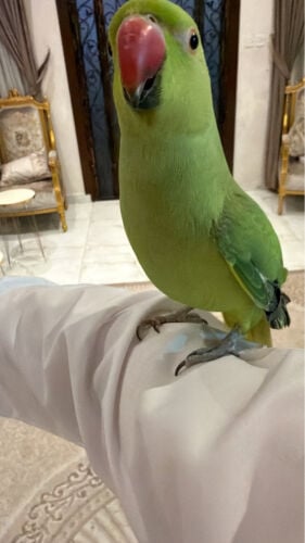 دره اليف 