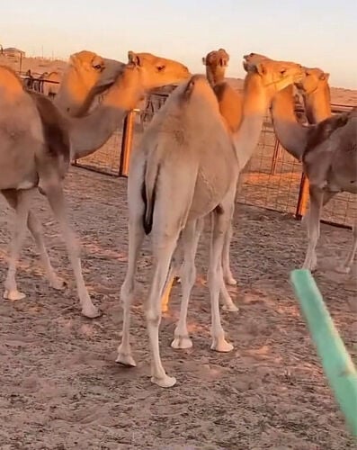 قعدان