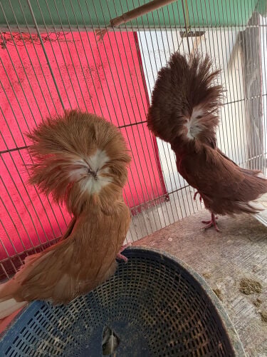 بوفوطه الجوز ٣٠٠