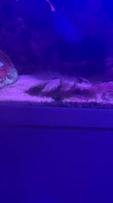 reef tank with everything 