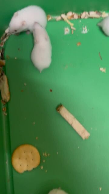 Hamster mother and 5 baby's 