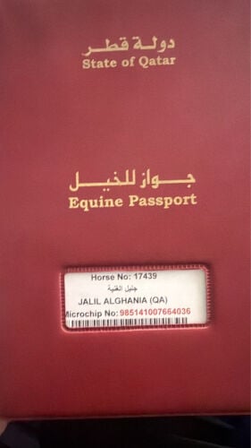 حصان جمال فحل