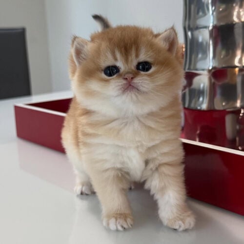 British shorthair kittens 