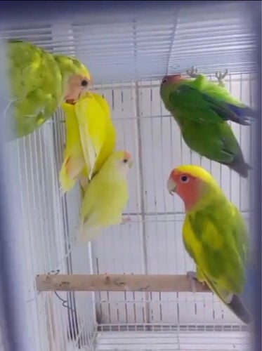 مجموعة لوف بيرد 