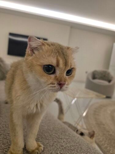 Scottish fold female!