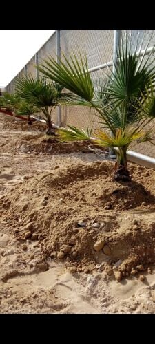 أشجار الزينه