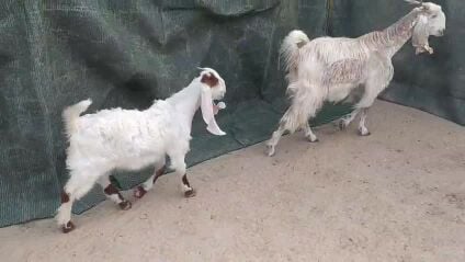 بكر تحتها ولدها تيس عمره 3 شهور 