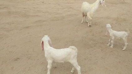 رباع وتحتها 2 تيوس 