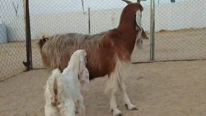 رباع وتحتها تيس 