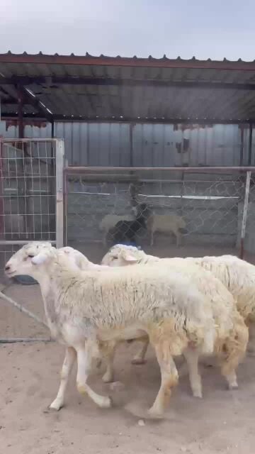 جذعان حبص ضحايا فاخره 