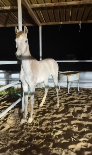 ثلاثة امهر