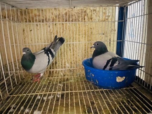 racing Homer breeding pair