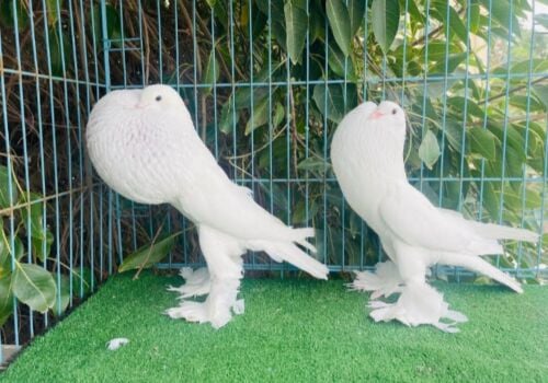 pouter breeding pair