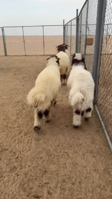 هرافى سوريات