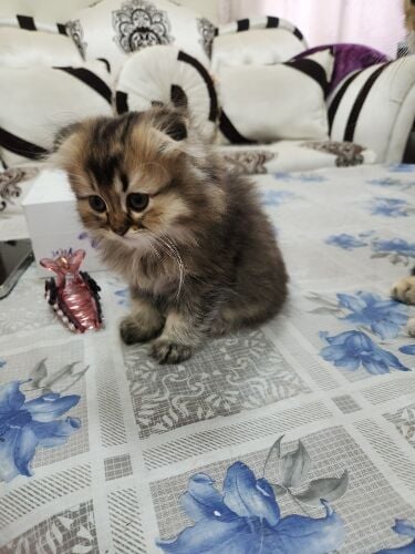 Scottish fold kittens