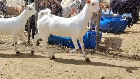 للبيع جمده عمانيات برص طيبه